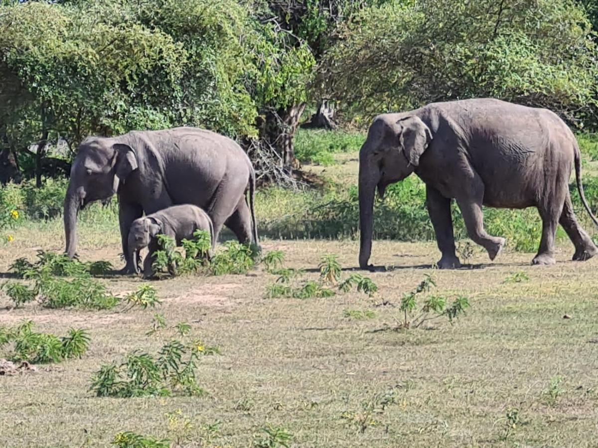 Owin Rose Yala Safari Hotel ティッサマハーラーマ エクステリア 写真