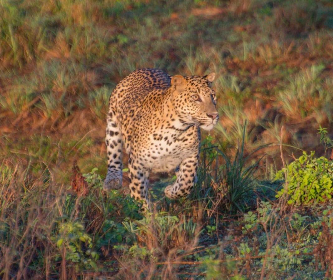 Owin Rose Yala Safari Hotel ティッサマハーラーマ エクステリア 写真