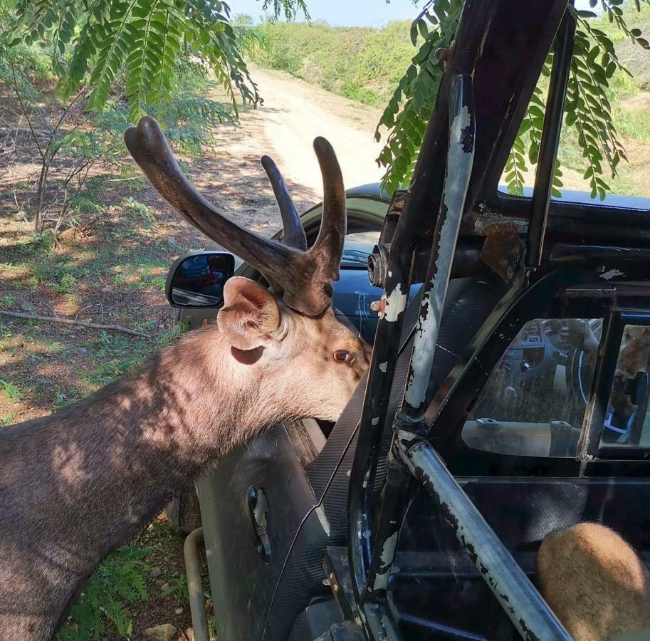 Owin Rose Yala Safari Hotel ティッサマハーラーマ エクステリア 写真