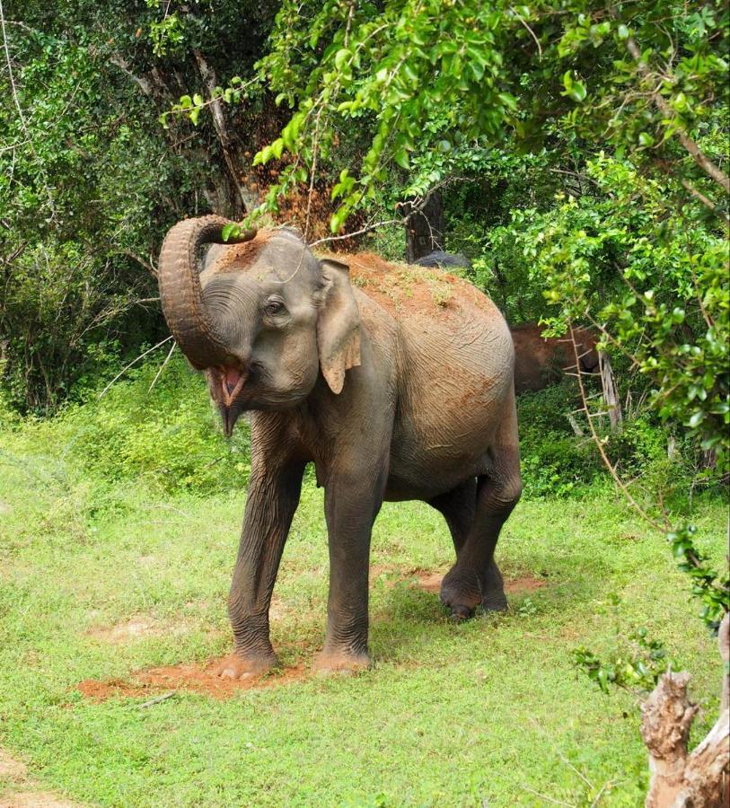 Owin Rose Yala Safari Hotel ティッサマハーラーマ エクステリア 写真